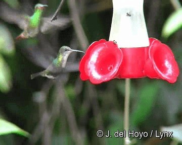 kolibřík vidloocasý [skupina fannyae] - ML201268031
