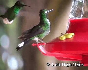 Purple-bibbed Whitetip - ML201268101