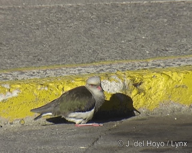 Andean Lapwing - ML201268141