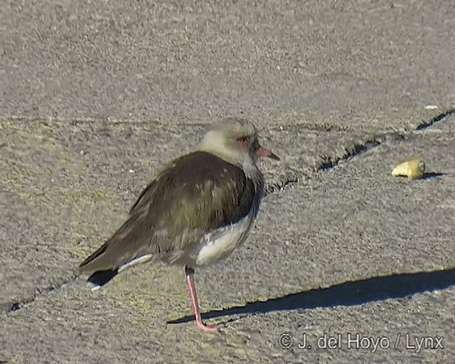 Andean Lapwing - ML201268151