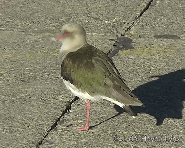 Andean Lapwing - ML201268161