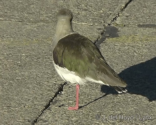 Andean Lapwing - ML201268171