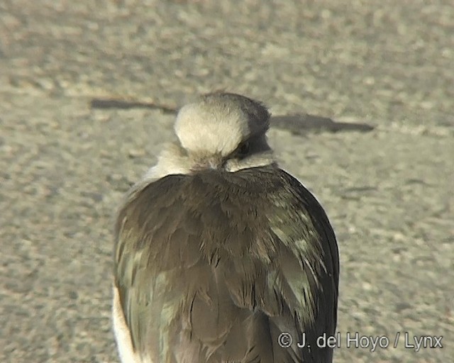 Andean Lapwing - ML201268181