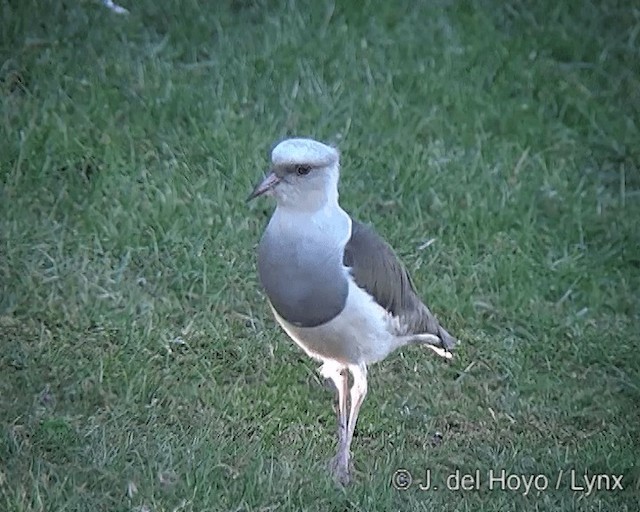 Andean Lapwing - ML201268191