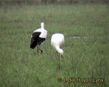 White Stork - ML201268241