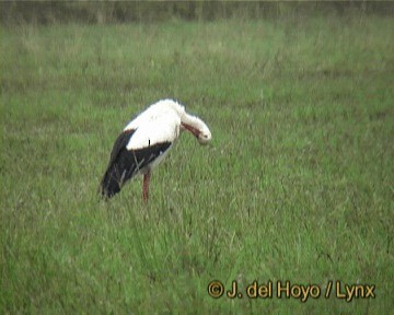 White Stork - ML201268251
