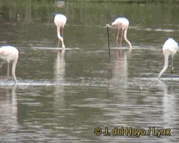 Greater Flamingo - ML201268291