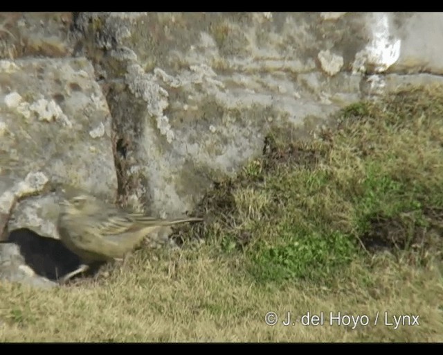 Long-billed Pipit (East African) - ML201268301