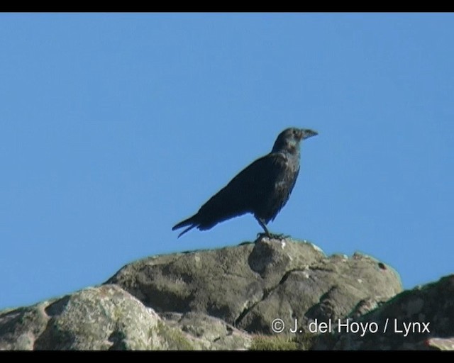 Fan-tailed Raven - ML201268321