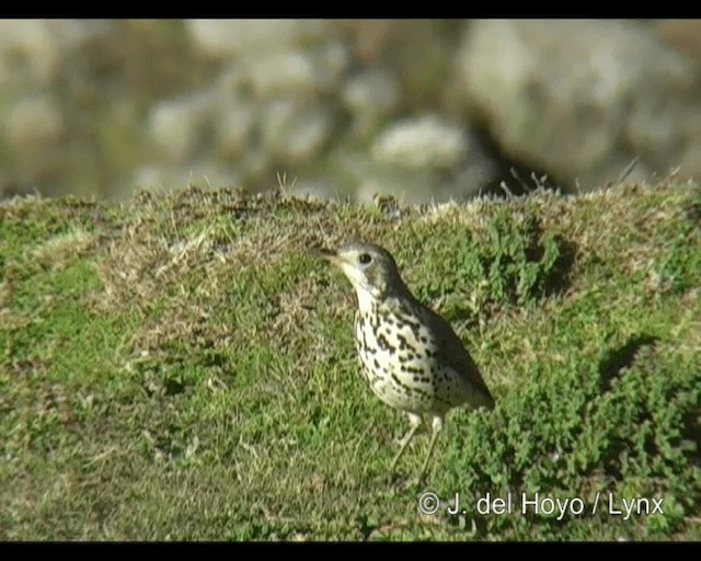 Ethiopian Thrush - ML201268341