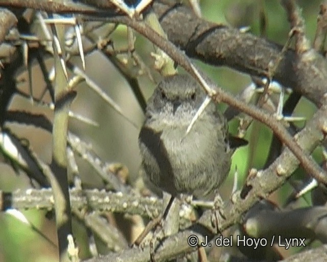 Gray Wren-Warbler - ML201268361