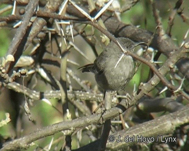 Gray Wren-Warbler - ML201268371