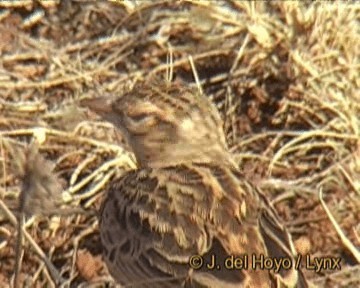 Somali Short-toed Lark (Somali) - ML201268431