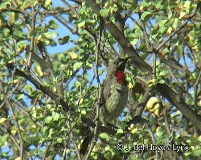 Scarlet-chested Sunbird - ML201268481
