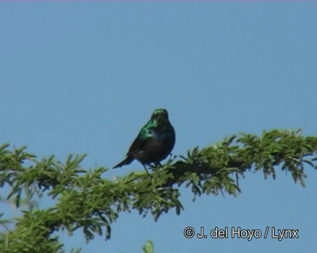 ヒガシニシキタイヨウチョウ - ML201268491