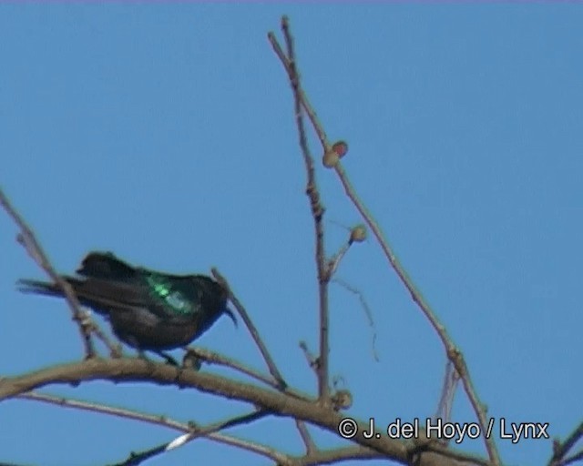 Bindennektarvogel - ML201268501