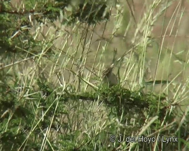 Pectoral-patch Cisticola (Pectoral-patch) - ML201268521