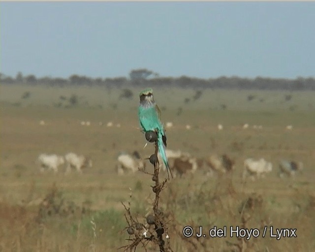 Lilac-breasted Roller (Blue-breasted) - ML201268541