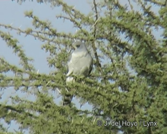 Gabar Goshawk - ML201268651