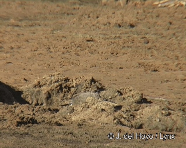 Gabar Goshawk - ML201268661