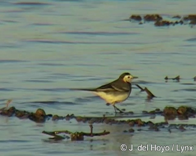 White Wagtail (White-faced) - ML201268671