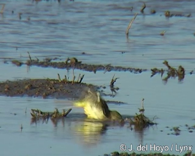 Western Yellow Wagtail - ML201268681