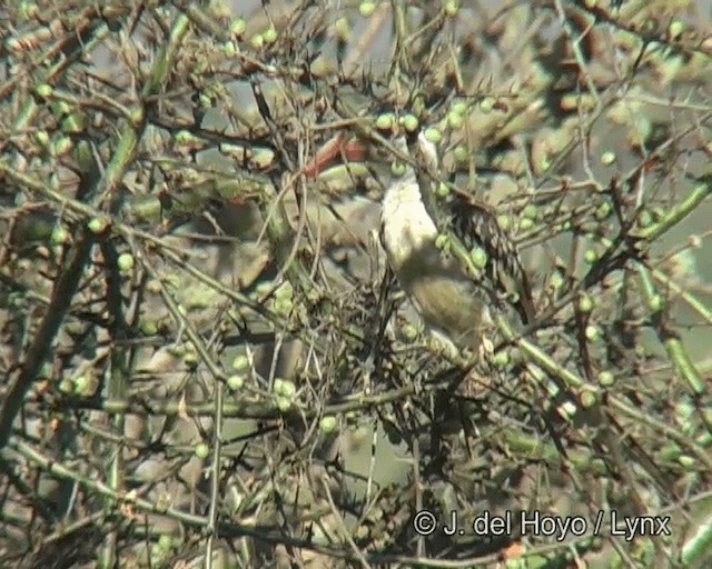 Kuzeyli Kırmızı Gagalı Boynuzgaga - ML201268731