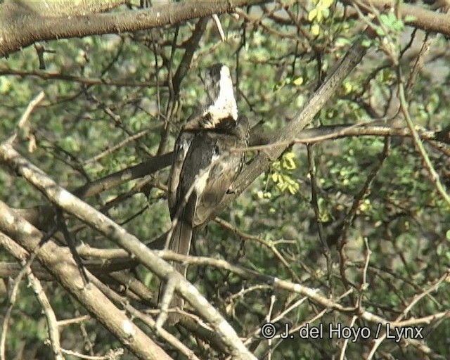 Northern Red-billed Hornbill - ML201268741