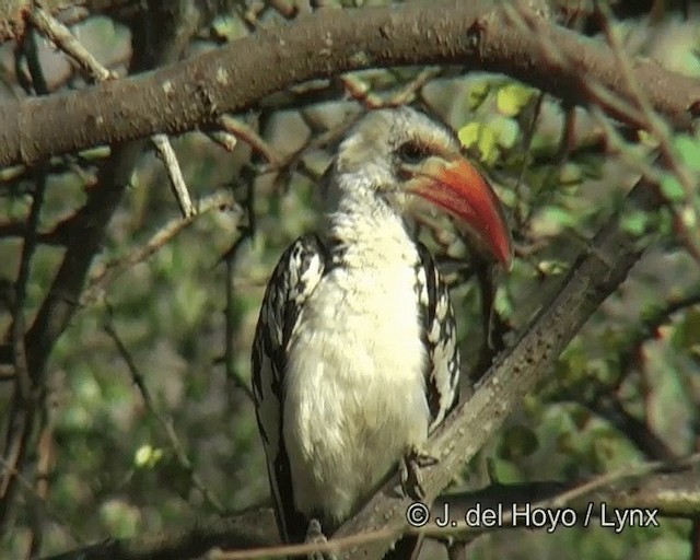 Northern Red-billed Hornbill - ML201268751