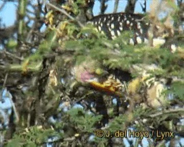 ヒガシキバシコサイチョウ - ML201268771