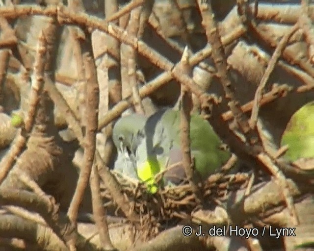 Bruce's Green-Pigeon - ML201268781