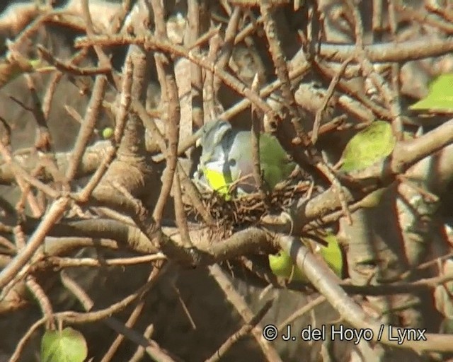 Bruce's Green-Pigeon - ML201268791