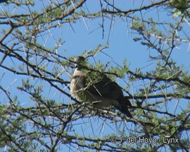 Emerald-spotted Wood-Dove - ML201268811