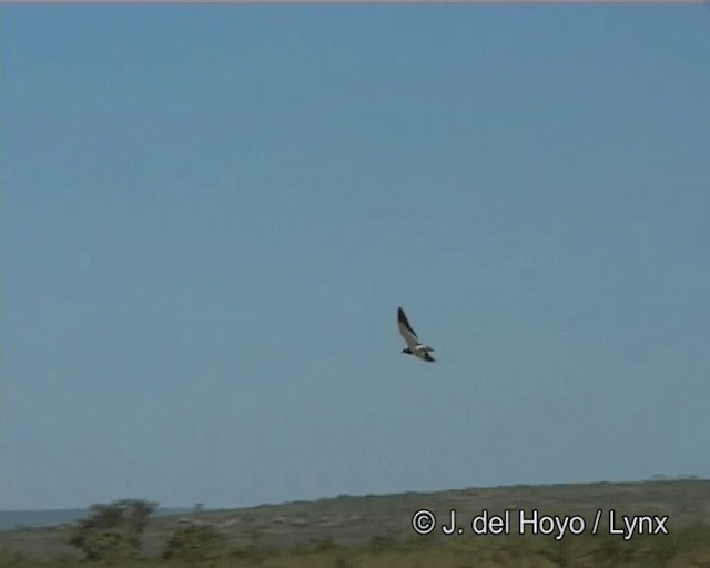 Black-winged Lapwing - ML201268841