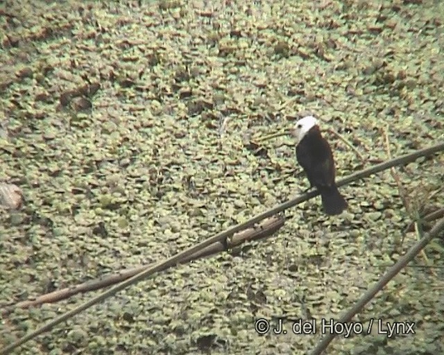 White-headed Marsh Tyrant - ML201268871