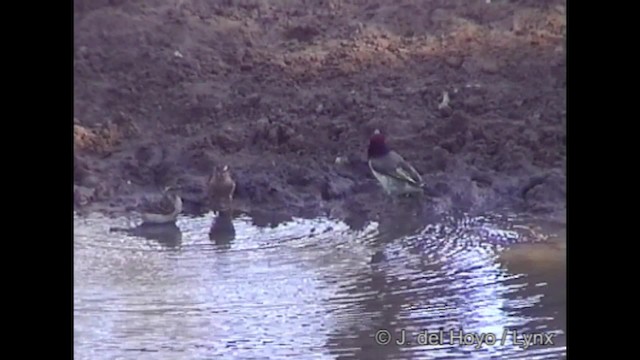 Black-collared Barbet - ML201268921