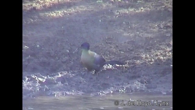 Purple-crested Turaco - ML201268971