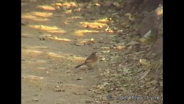 Brown-crowned Tchagra - ML201268981