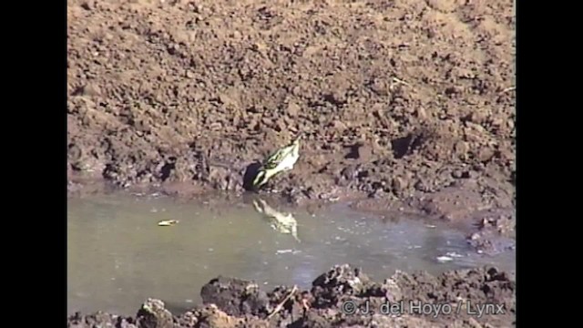 Pied Barbet - ML201268991