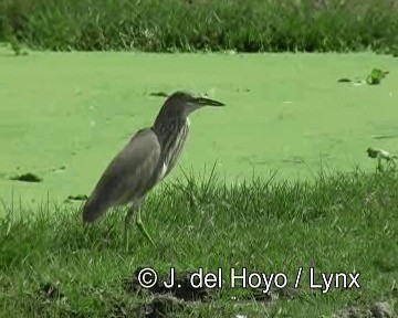 Javan Pond-Heron - ML201269041