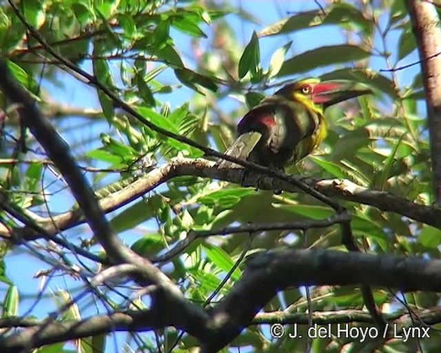 Saffron Toucanet - ML201269071