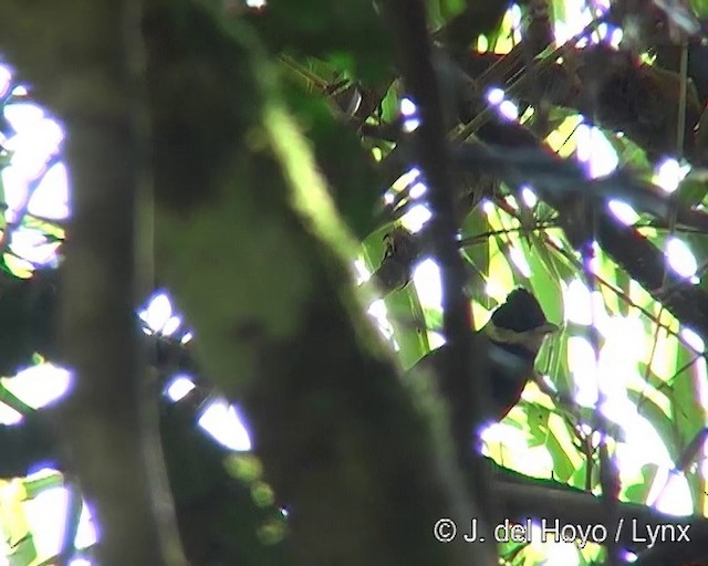 White-bearded Antshrike - ML201269091