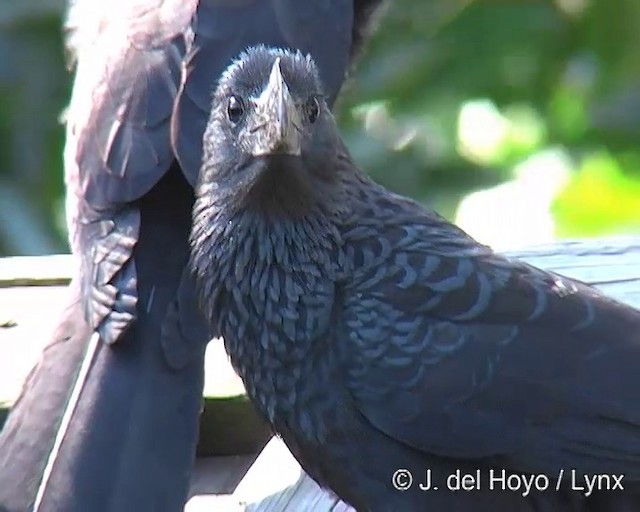 Smooth-billed Ani - ML201269101