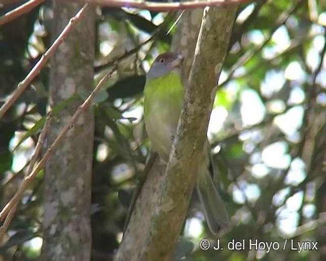 Kızıl Kaşlı Koca Vireo (ochrocephala) - ML201269111