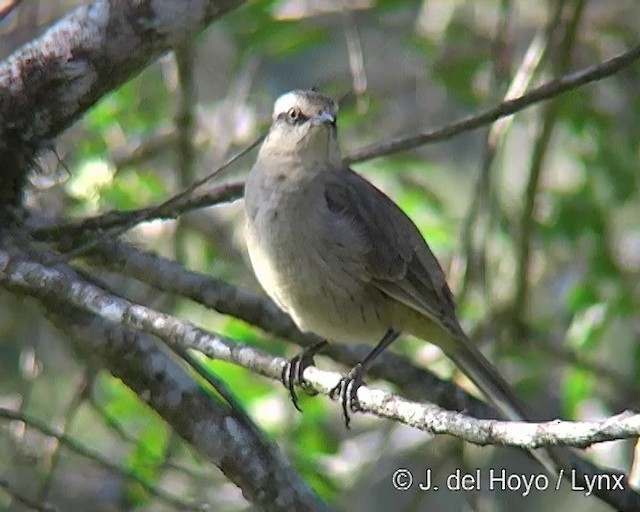 Chalk-browed Mockingbird - ML201269141