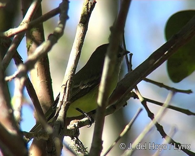 Planalto Tyrannulet - ML201269181