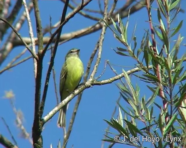 Planalto Tyrannulet - ML201269191