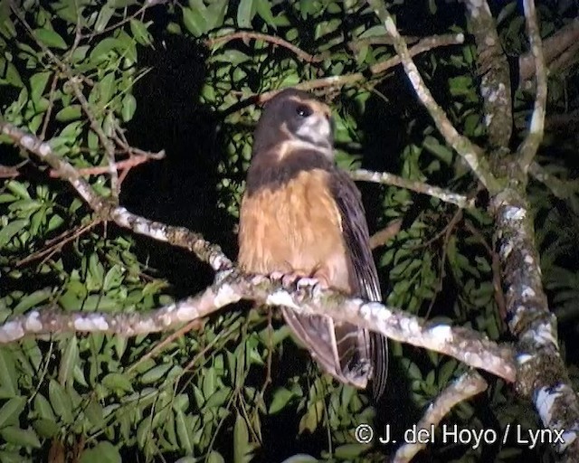 Tawny-browed Owl - ML201269201
