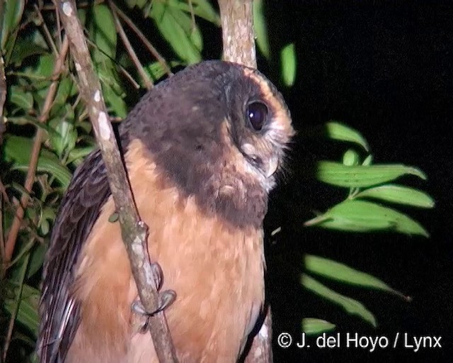 Tawny-browed Owl - ML201269211