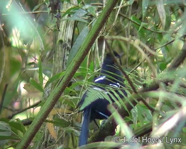 White-shouldered Fire-eye - ML201269221